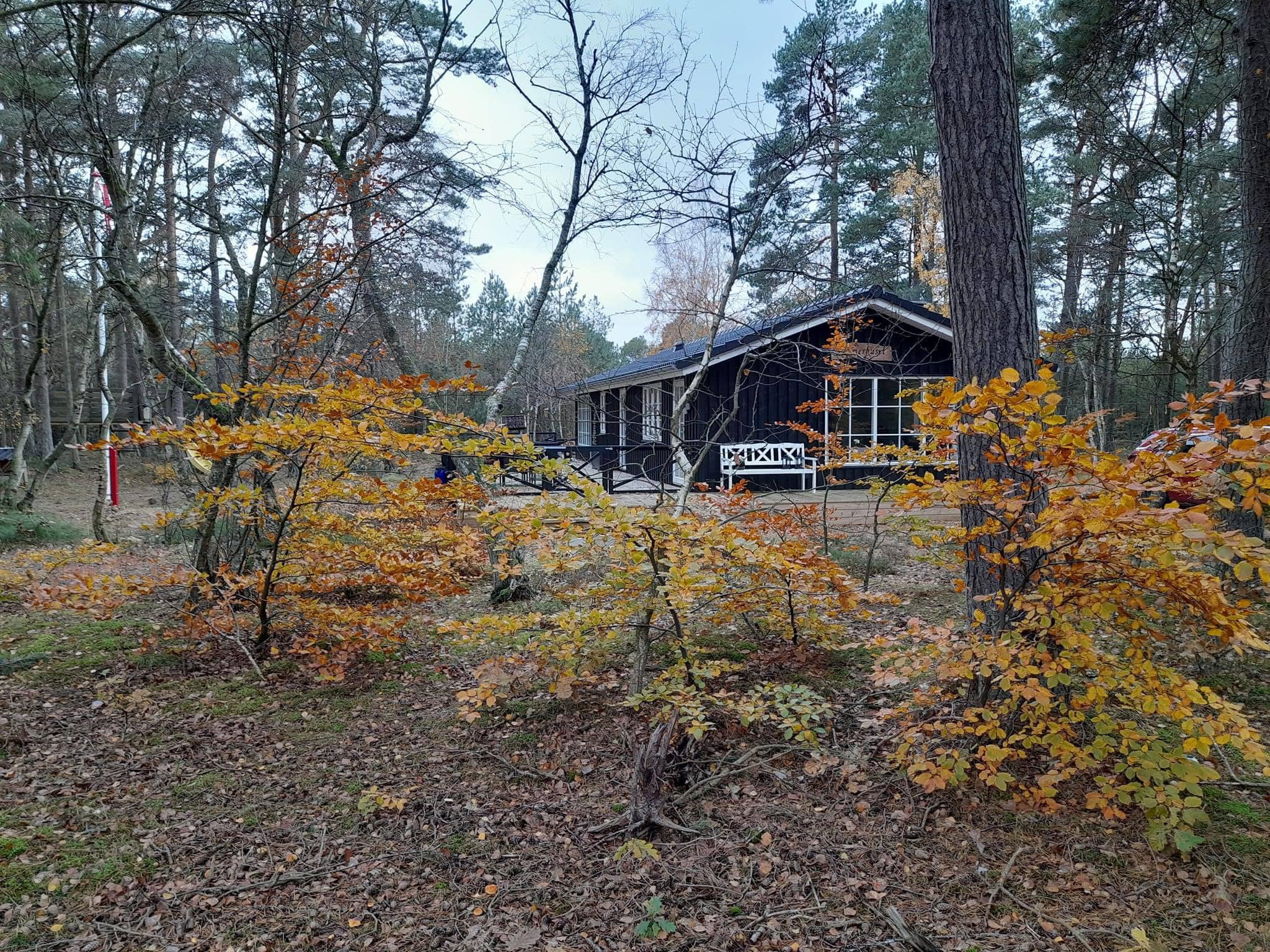 Sommerhuset, midt i skoven tæt på vandet. billede 3